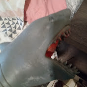 Profile Picture of Matthew Paredes & Shark Puppet (@matthewmay276) on Youtube