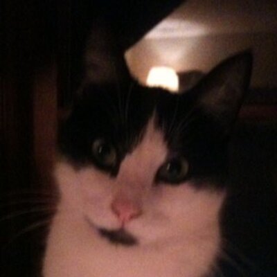 Profile Picture of Meadow (@nancykowalec) on Twitter