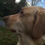 Profile Picture of Rudy (@rudy_willwerth5) on Instagram