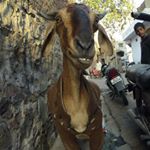 Profile Picture of brian petersen (@brian_bmx_petersen) on Instagram