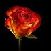 Profile Picture of Terry Blankenship (@tedebarre) on Pinterest