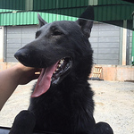 Profile Picture of Luiz Carlos David (@dinâmico express) on Flickr