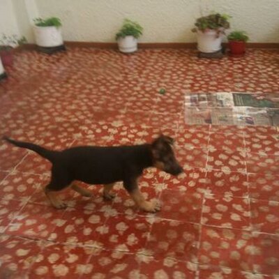 Profile Picture of Sergio Andres Cobos (@sergiocobos123) on Twitter