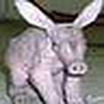 Profile Picture of Chris Banks (@aardvarkdawn) on Flickr