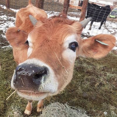 Profile Picture of Stephanie Tidwell (@Stephan21083480) on Twitter