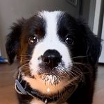 Kyle John Hallam Evans - Instagram Profile Picture of Kyle John Hallam Evans (@kyle.j.dog) on Instagram