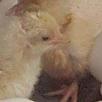 Profile Picture of Terrence Samuel (@terrencethechicken) on Instagram