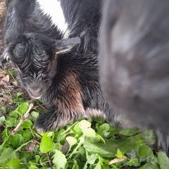 Profile Picture of isabellefaucon0 (@isabellefaucon0) on Tiktok