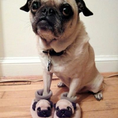 Profile Picture of Piper Smith (@pipersmith1029) on Twitter