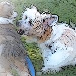Profile Picture of Sylvia McFarland (@xolo_crestie_world) on Instagram