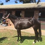 Profile Picture of Kelis Bruderlin (@kelis_horses_hunting) on Instagram