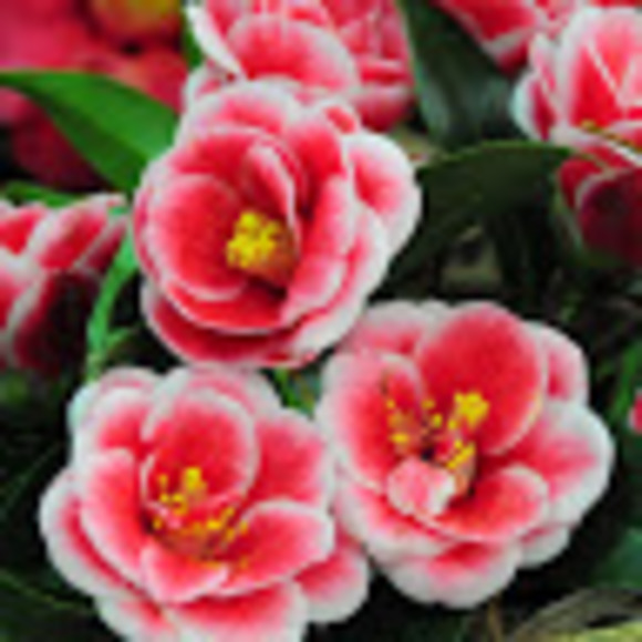 Profile Picture of Rosangeles Hiraldo (@roussewho) on Poshmark