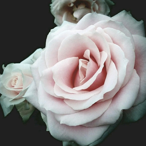 Profile Picture of Julianna Martinetti (@9jmart27) on Poshmark