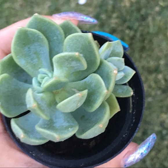 Profile Picture of Erika Resendiz (@erikaaxa) on Poshmark