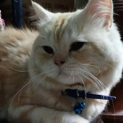 Profile Picture of ふく (@Brukh4) on Twitter