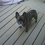 Profile Picture of Bowden Mitchell (@bowden.mitchell) on Instagram