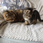 Profile Picture of Sassy & Charlie (@mandyangell123) on Instagram