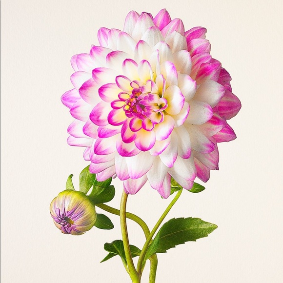 Profile Picture of Ariel Hodges (@ariel_1999) on Poshmark