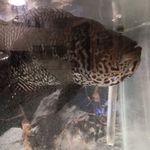 Profile Picture of Ernest Slaughter (@slaughterernest1) on Instagram