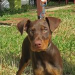 Profile Picture of Ruger Einstien (@rugerdawg1022) on Instagram