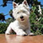 Profile Picture of Kyle, Lindsay & Dolly (@kyle.lindy.dolly) on Flickr