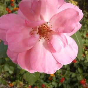 Profile Picture of Hortencia Chavez (@Horty2162Chavez) on Twitter