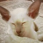 Profile Picture of Leo Curry (@leo_the_siamese_cat) on Instagram