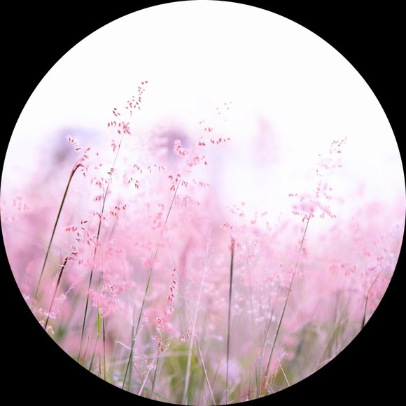 Profile Picture of Tansy Tansy (@tansy_tansy) on Poshmark