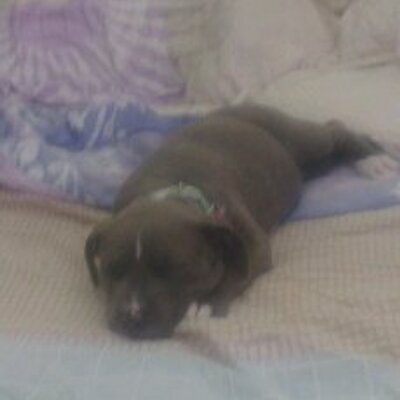 Profile Picture of Moraima Medina (@Maloyaco) on Twitter