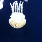 Profile Picture of Justin Feng (@feng_justin) on Instagram