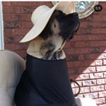 Jingle Noel Brewer - Instagram Profile Picture of Jingle Noel Brewer (@jinglebrewer) on Instagram