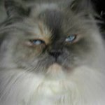 Profile Picture of Nancy Mulcahy (@nancymulcahy) on Instagram