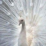 Profile Picture of Veronica Rasmussen (@sedrolady52) on Instagram