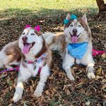 Profile Picture of crystal_ruby_husky (@crystal_ruby_husky) on Instagram