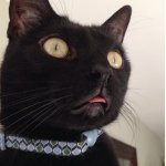 Profile Picture of Matthew Coe (@yardleyffl) on Instagram