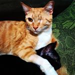 Profile Picture of Mike & Sr. Pancinha & Sabrina (@osgatos_cat) on Instagram