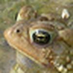 Thea Bockelman - Flickr Profile Picture of Thea Bockelman (@thea_dogsrock_2010) on Flickr