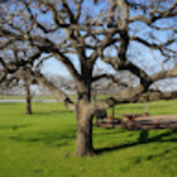 Profile Picture of Bhavana Dhanekula (@bhavana_d) on Poshmark