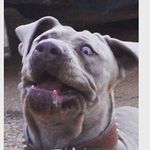 Profile Picture of Joshua Herring (@memeglorypro) on Instagram