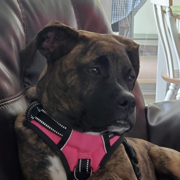 Profile Picture of Kim Pecorella (@kpecz) on Poshmark