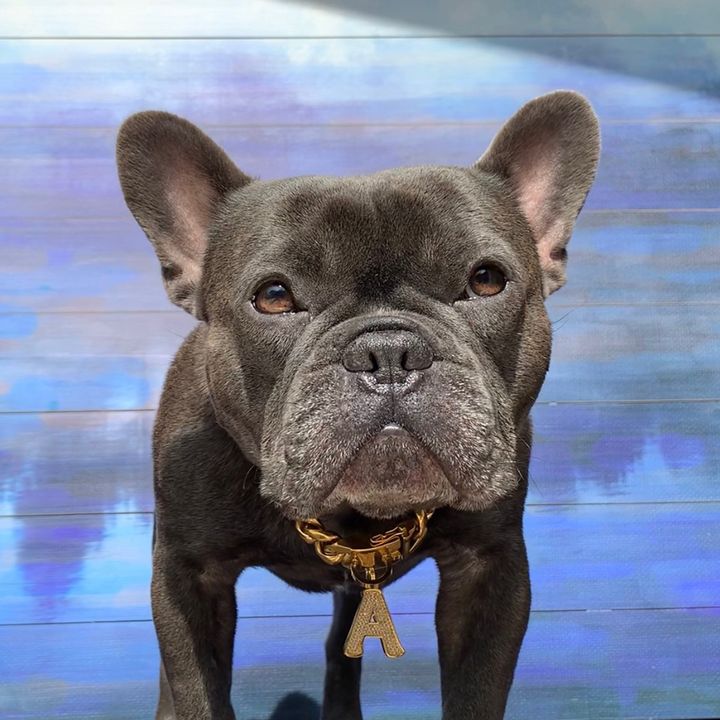 Profile Picture of   Apollo... (@bluefrenchieapollo) on Tiktok