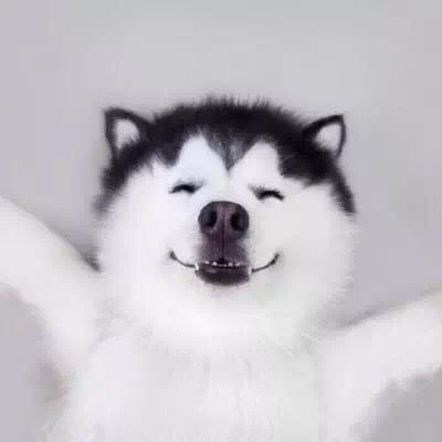 Profile Picture of Emilia (@funnnydogs) on Tiktok