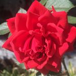 Profile Picture of Manju Mathew (@manjumathew2380) on Instagram