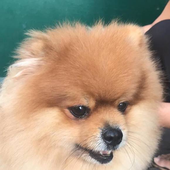 Profile Picture of Mien Mien (@luckytrentin6) on Poshmark