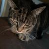 Profile Picture of Tobby (@tobbykatze) on Tiktok