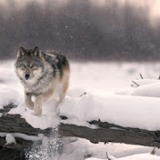 Profile Picture of Wayne Clark (@clarkwa37) on Youtube