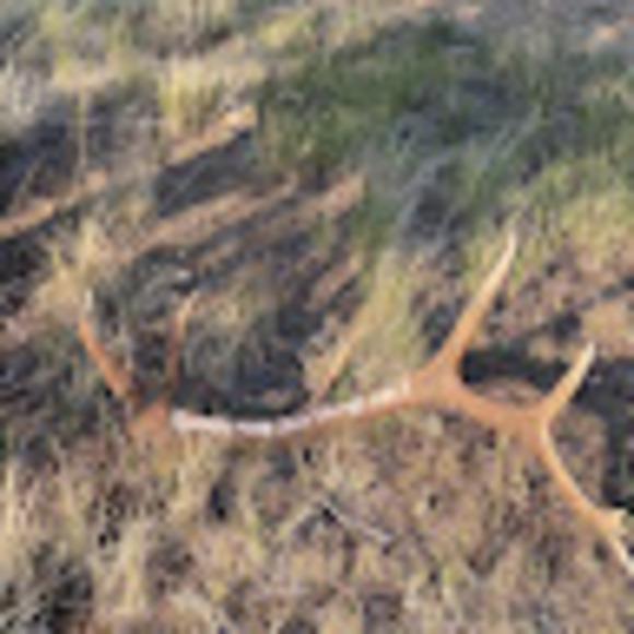 Reema Menesini - Poshmark Profile Picture of Reema Menesini (@pulsifer2022) on Poshmark