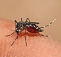 Profile Picture of Aedes - Wikipediaon Wikipedia