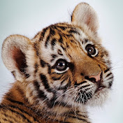 Profile Picture of Dawn Boyd (@dawnboyd7281) on Youtube