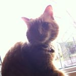 Profile Picture of Marshall Robinson (@foxypower) on Instagram